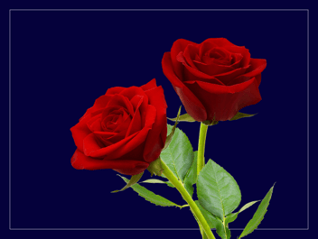 Optimise your Google feed for Valentine's
