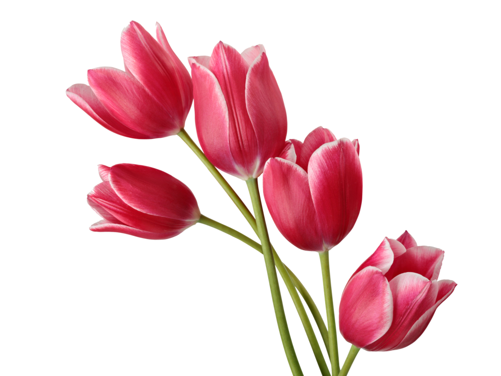 Flowers to represent spring