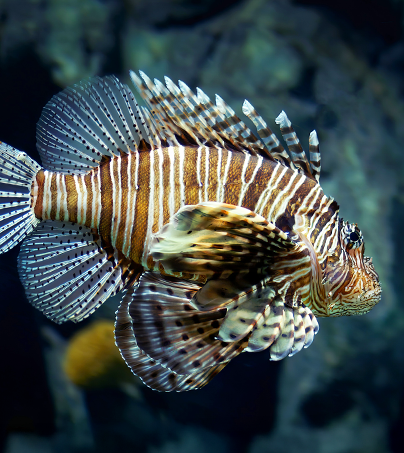 How Pond Planet dived into smarter email marketing with Klaviyo